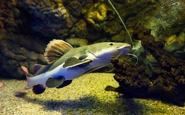 会学猫叫的红尾猫饲养起来很容易,不过这些要点不知道可不行