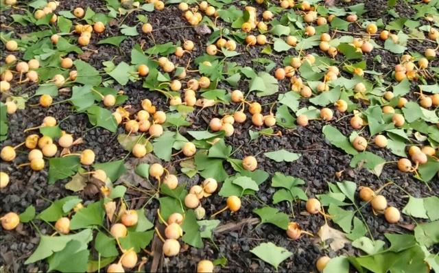 一"臭果树",种子几千元1吨,捡棵种在花盆里,人称"公孙树"