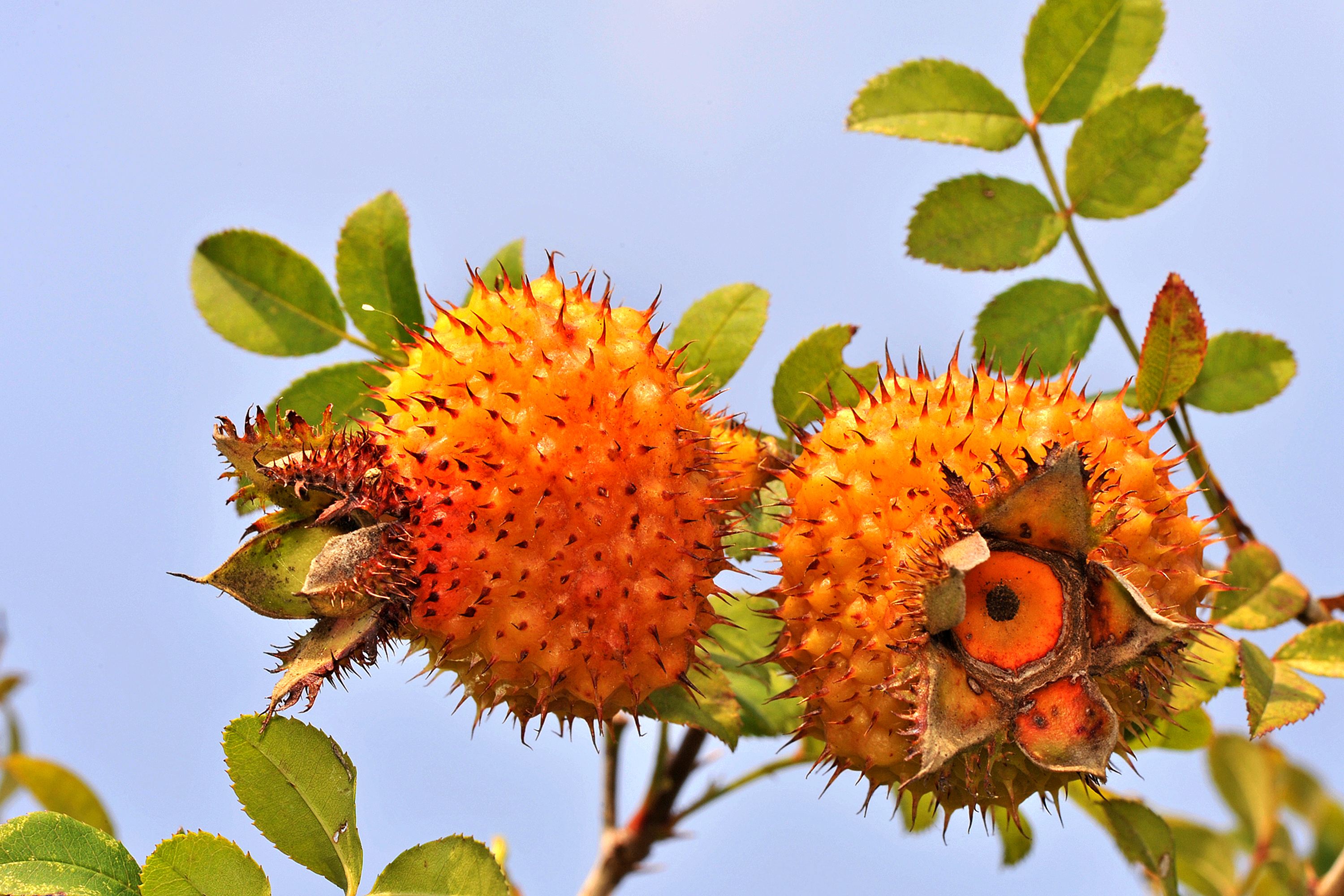 高粱泡果熟后可用来食用及酿酒;根叶供药用,有清热散瘀,止血之效;种子