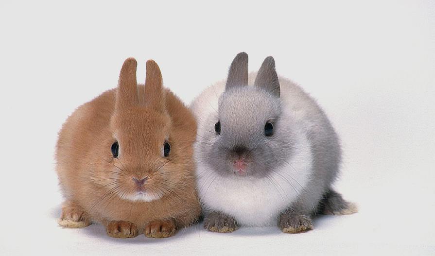 荷兰侏儒兔性情温和友善,比一般大型的兔子精力旺盛