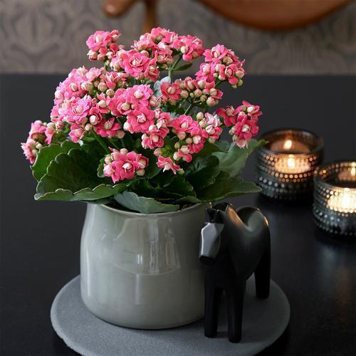 花开富贵吉祥如意,长寿花秋季这样养,满枝都是簇簇红花