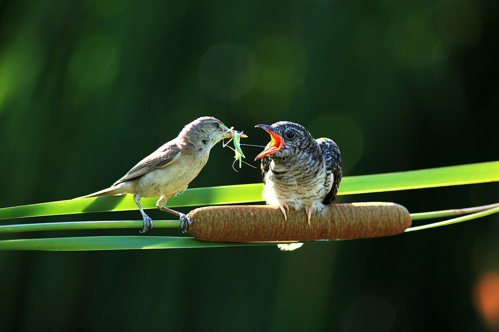 杜鹃鸟是杜鹃科鸟类的通称,主要是大杜鹃,三声杜鹃和四声杜鹃.