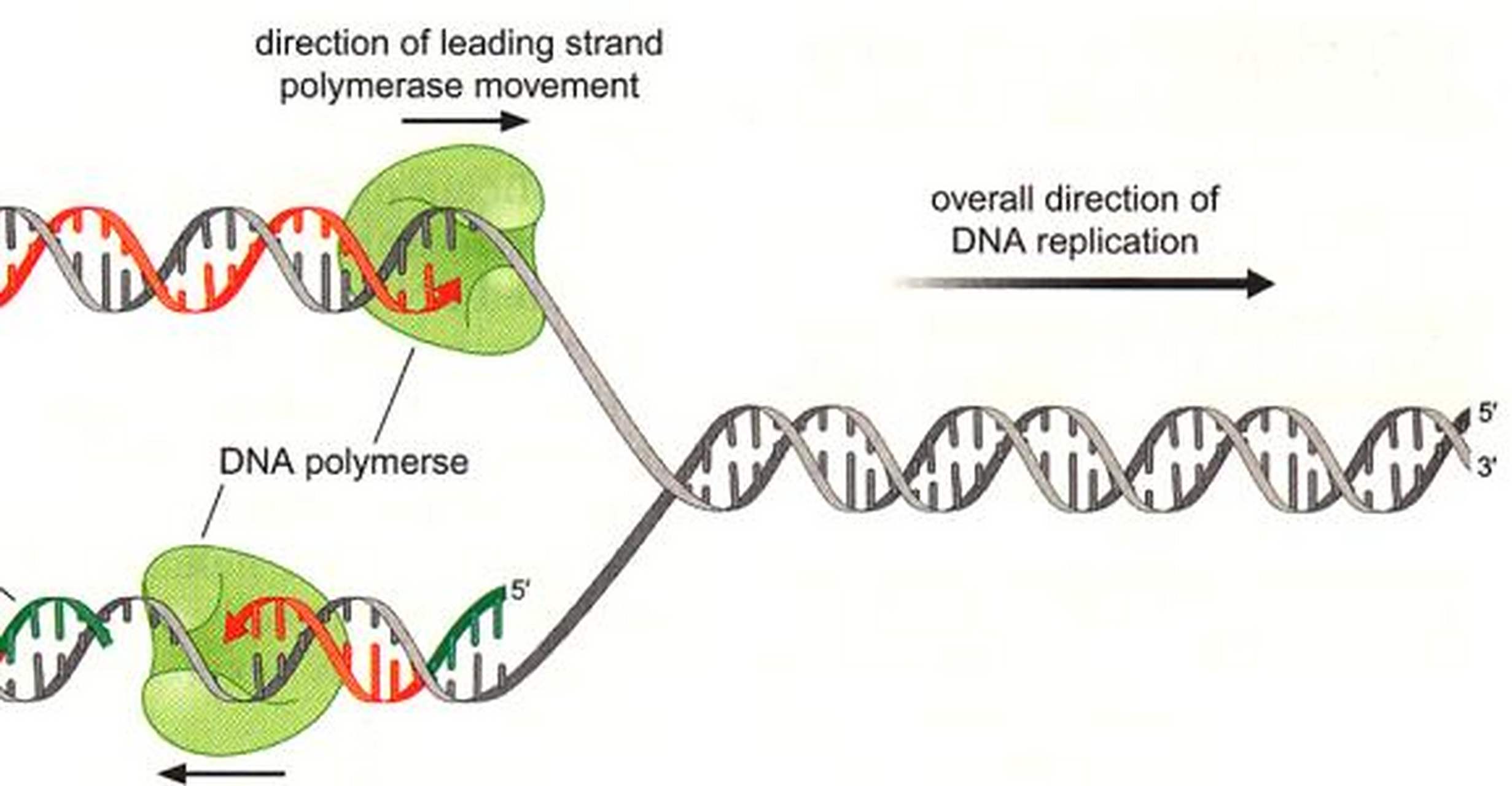 科普知识竞赛#抗双链dna抗体是抗dna抗体中的一种