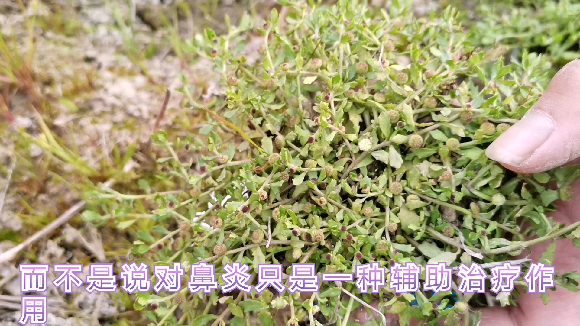 鹅不食草,小植物作用大,都有啥用,一起来了解下