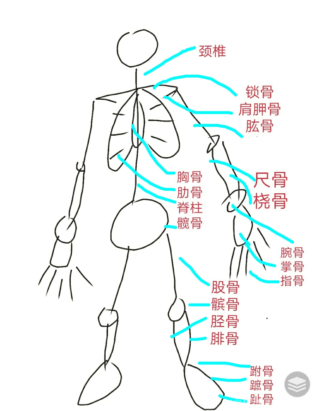 人身上的主要骨骼