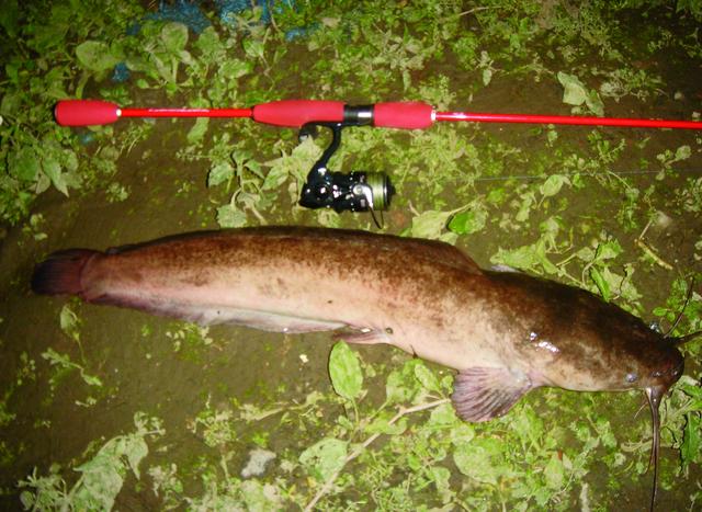 埃及鱼 - 热门商品专区