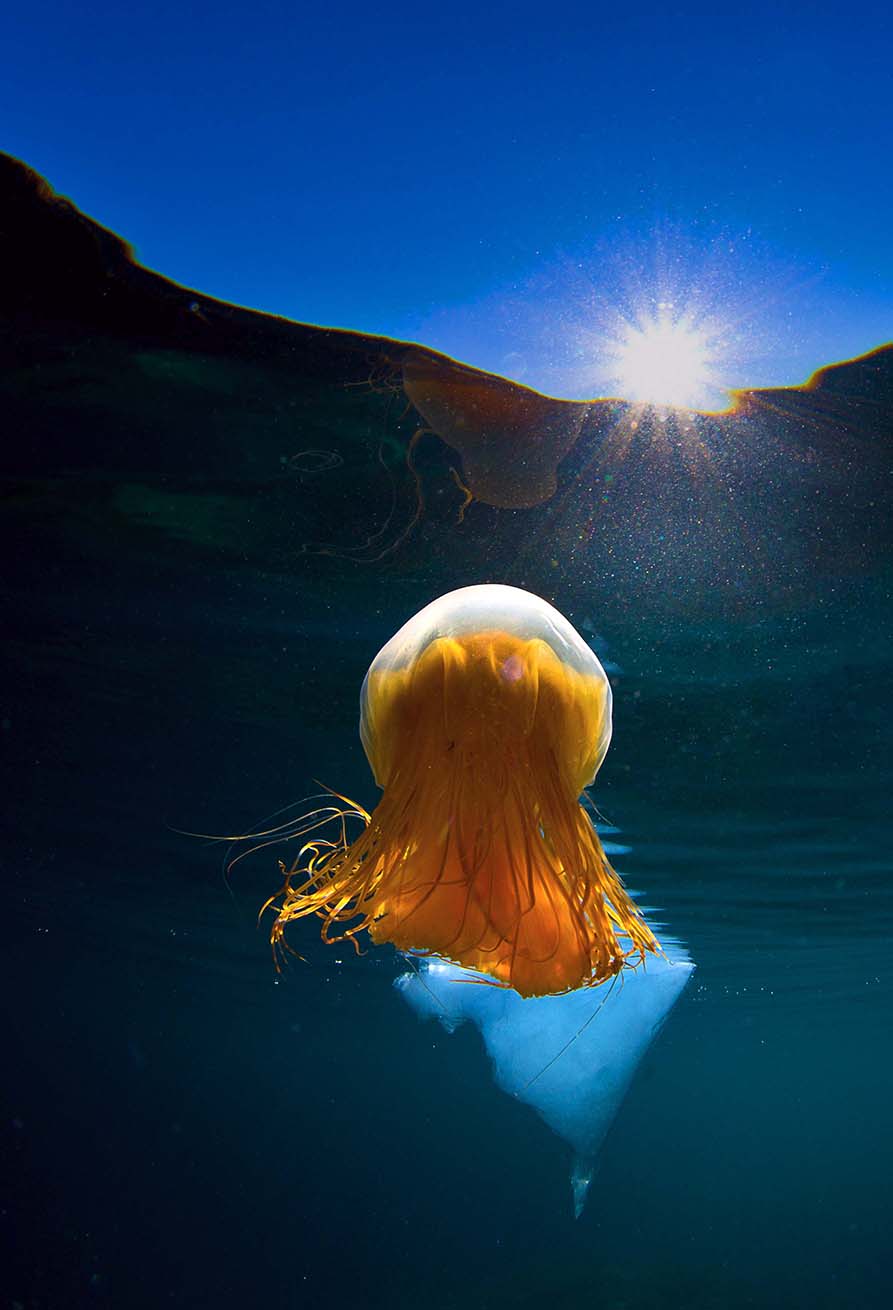 北极摄影作品:太阳水母