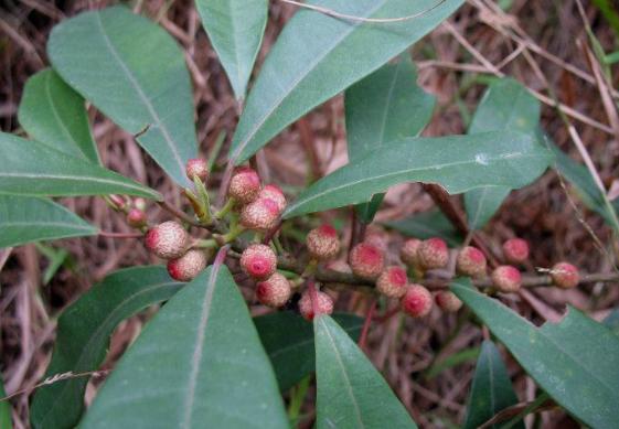 竹叶榕培育技术,及育苗管理,来这里手把手教你!