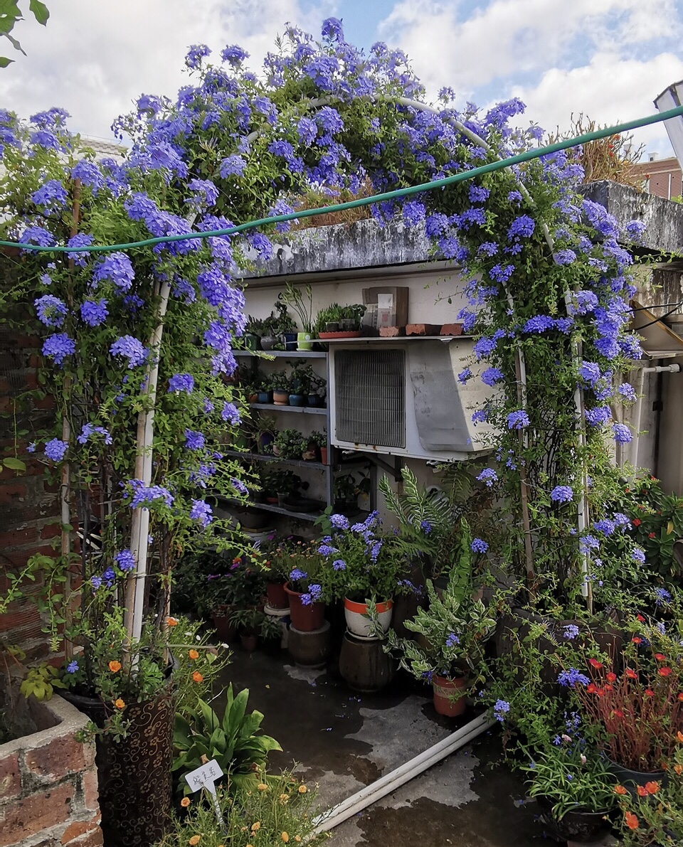 3种花"太好养",2个月爬上墙,一次开花几百朵,都是"劳模"