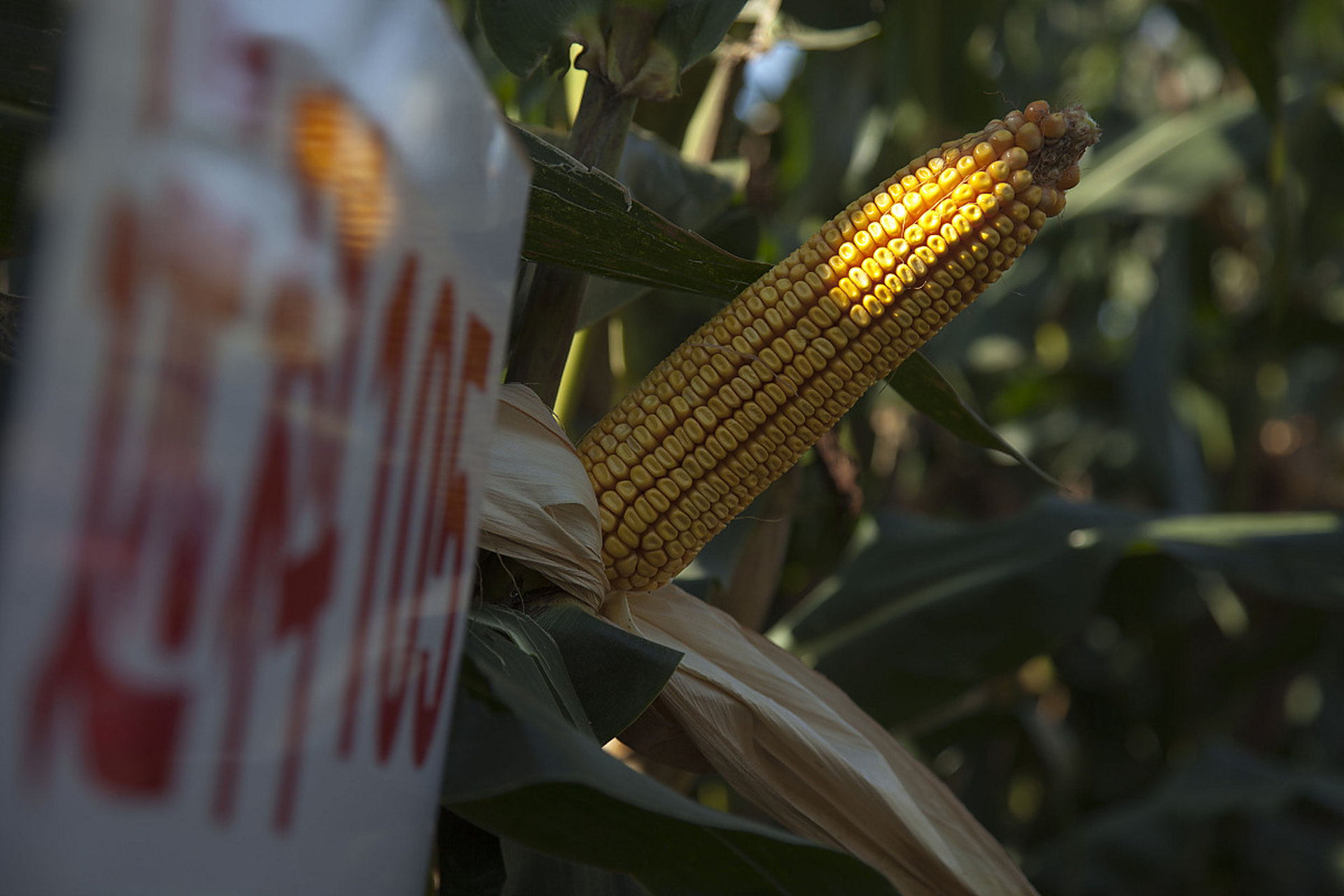 九月动态激励计划#   根据一些公开资料,乐盈635玉米品种的棒子大小