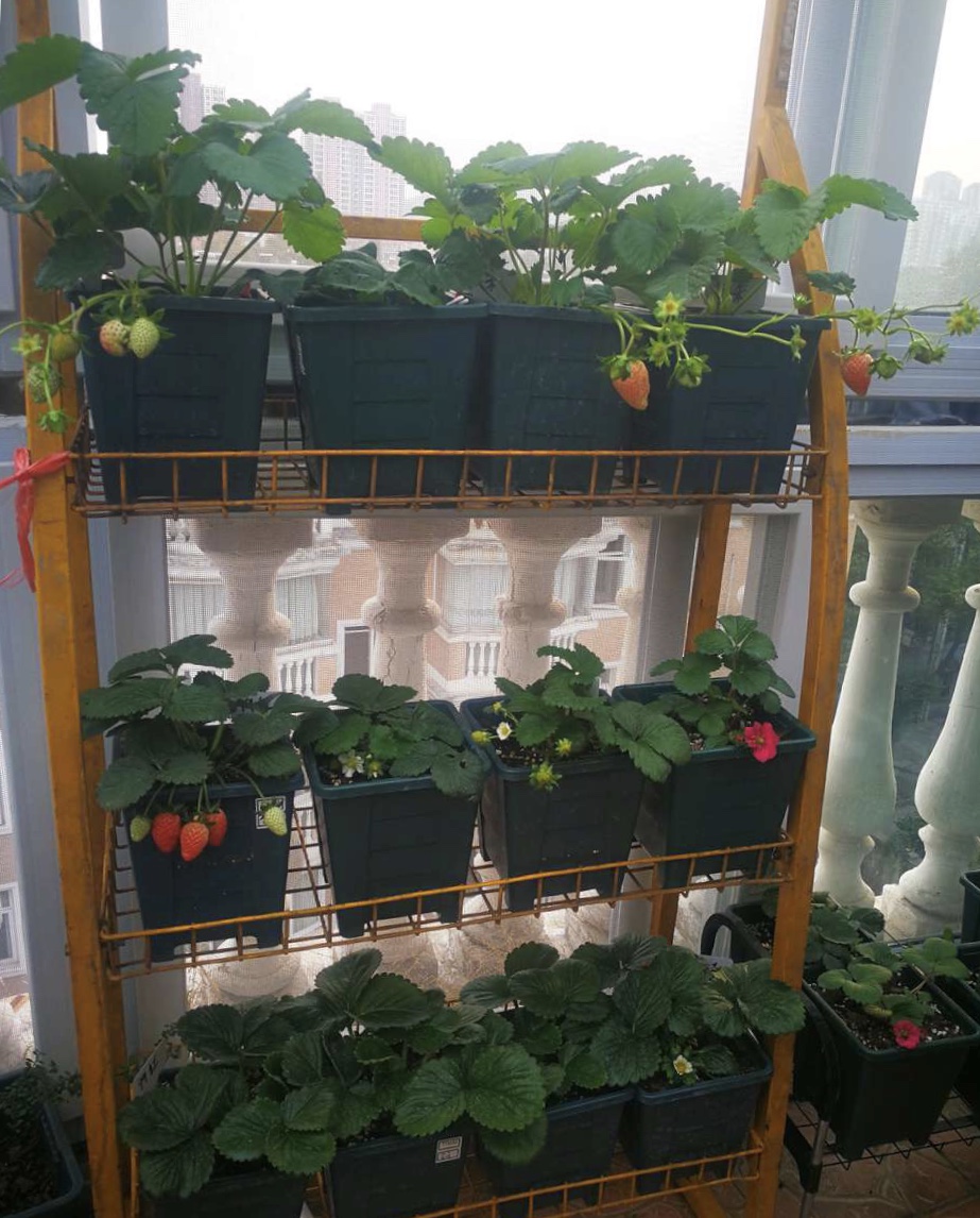 进入11月,在阳台种盆"草莓",过年采摘1篮子,年年都能吃