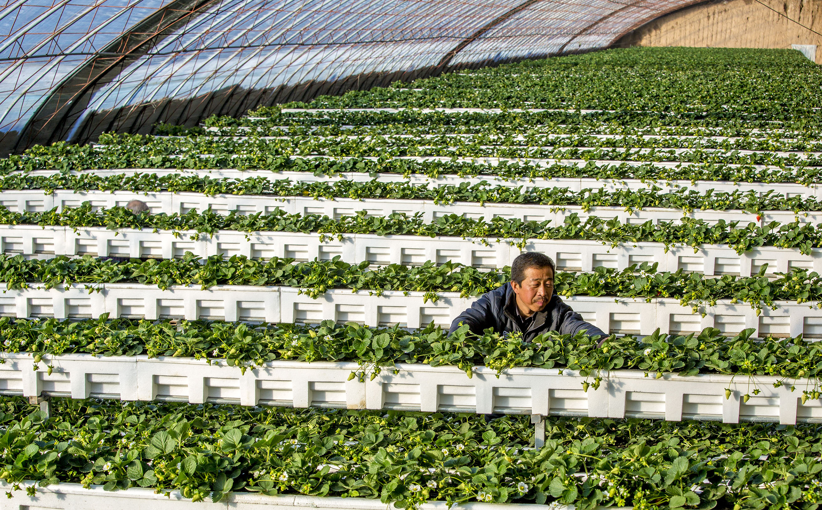 山西晋中:"金太谷"刷脸"新农谷"(2)