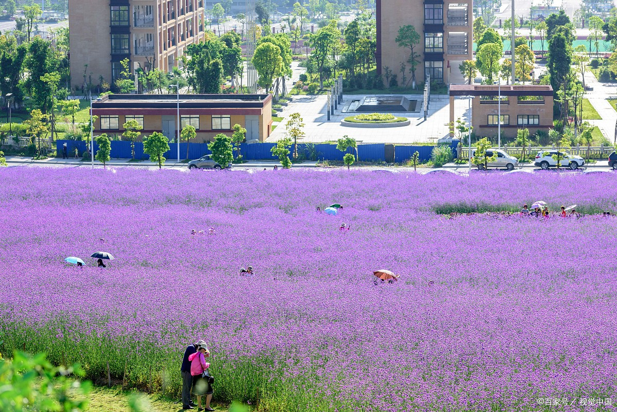 秋季来贵州,桐梓带你看万亩紫色花海