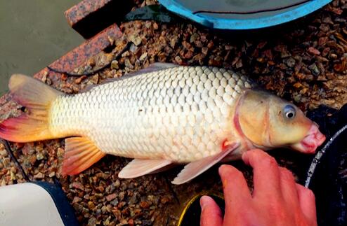 省钱又实用的"特效"鲤鱼饵,一下竿就中鱼!