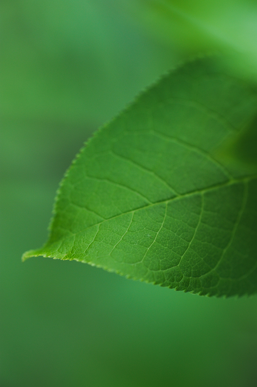 让护眼养成习惯# 多看绿色真的可以保护视力?