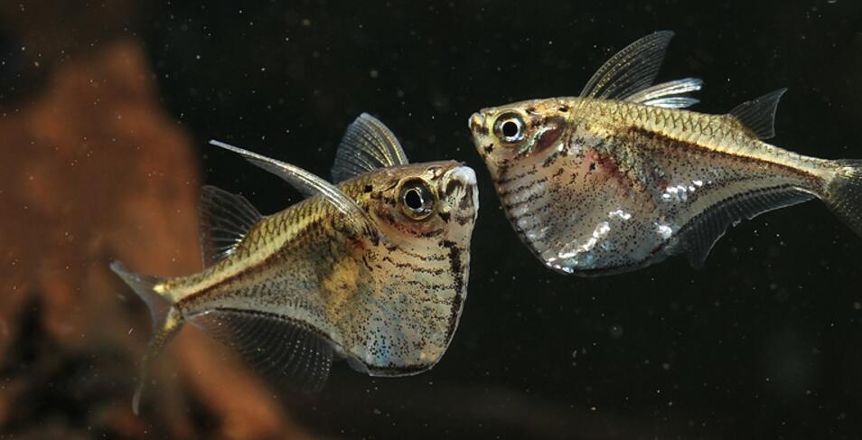 咖啡鱼你真的了解吗?咖啡鱼知识科普