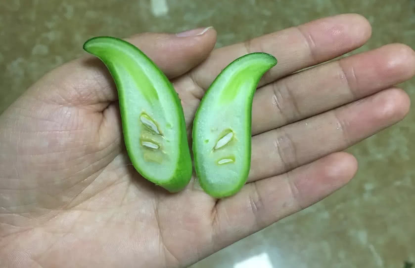 这种瓜被人们称为辣椒瓜,不过它可一点都不辣,你有没有吃过呢?