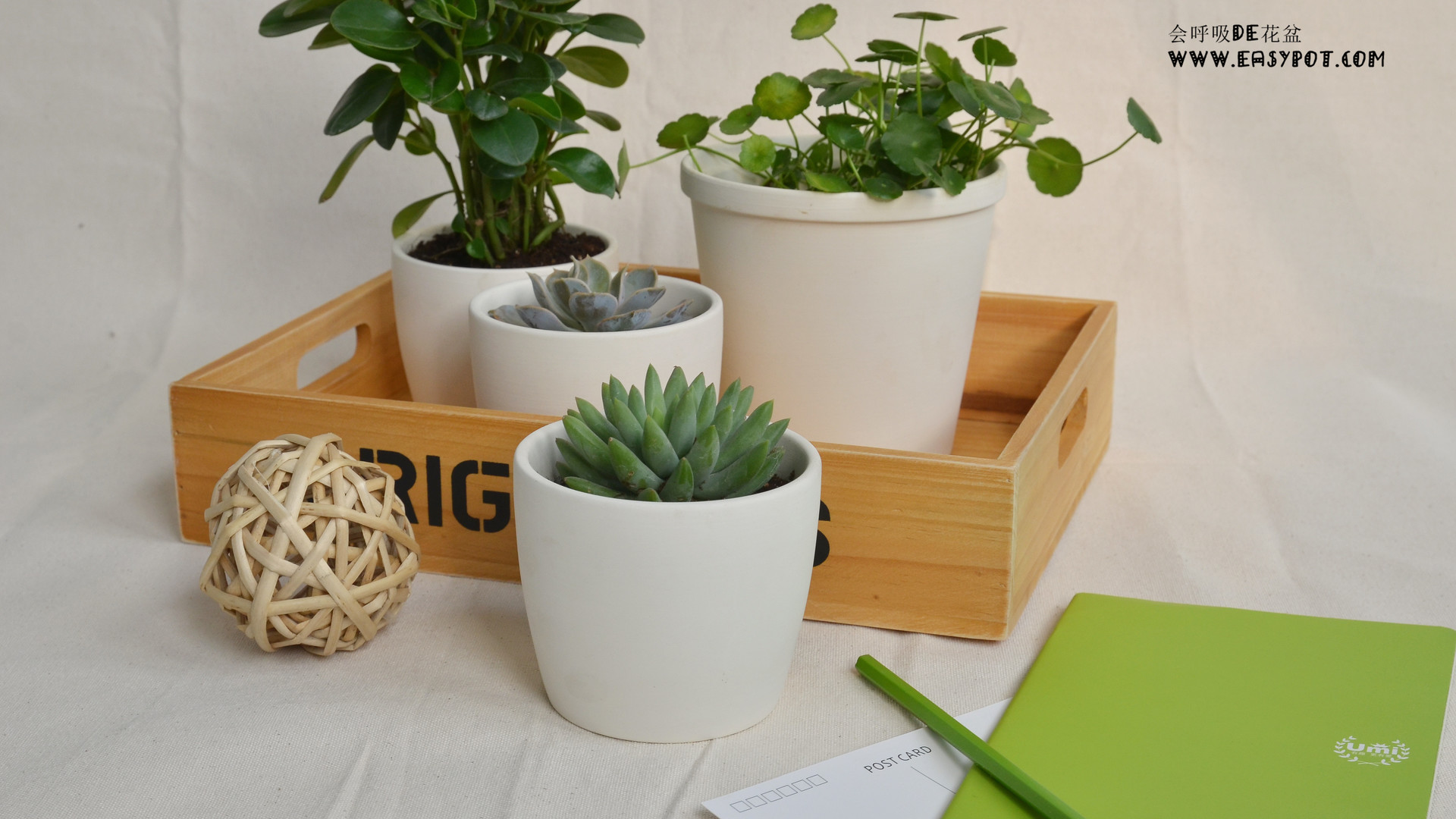 办公桌小盆栽超清电脑桌面壁纸,分辨率为1920x1080