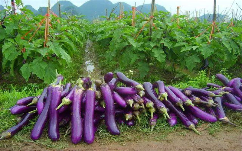 茄子- 热门商品专区