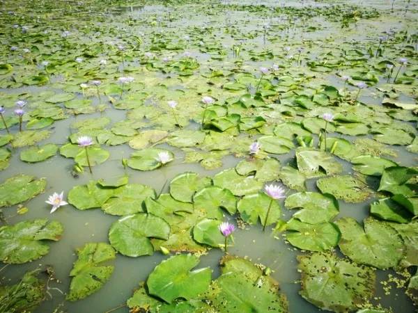 恭喜温州莲情水生花卉专业合作社入驻苗木通!专做精品水生植物!
