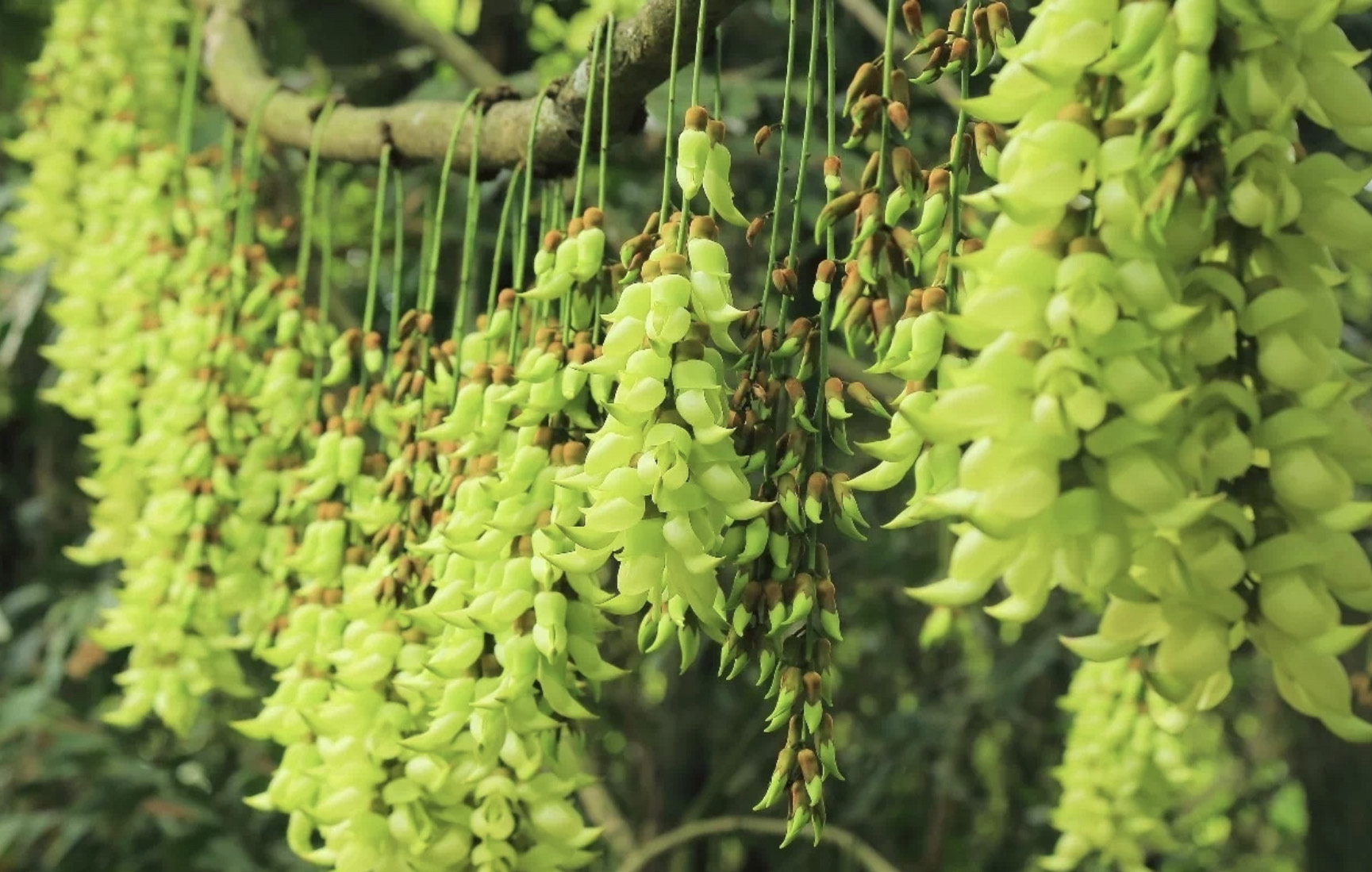 禾雀花也叫做白花油麻藤,这种如同翡翠鸟般的就是白色禾雀花