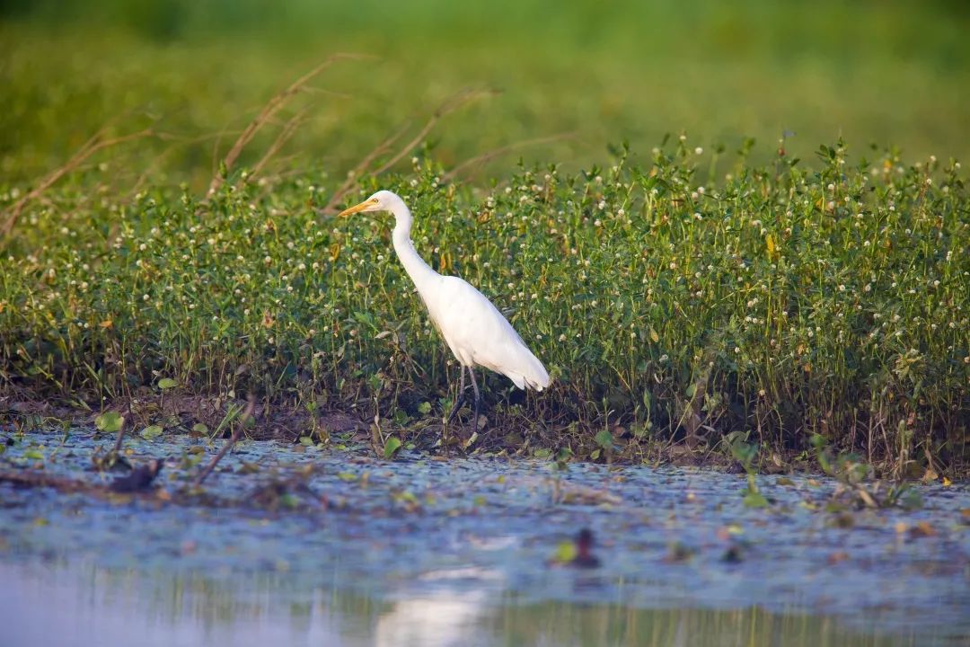 天目湖国家湿地公园动植物大观——珍稀鸟类(一)