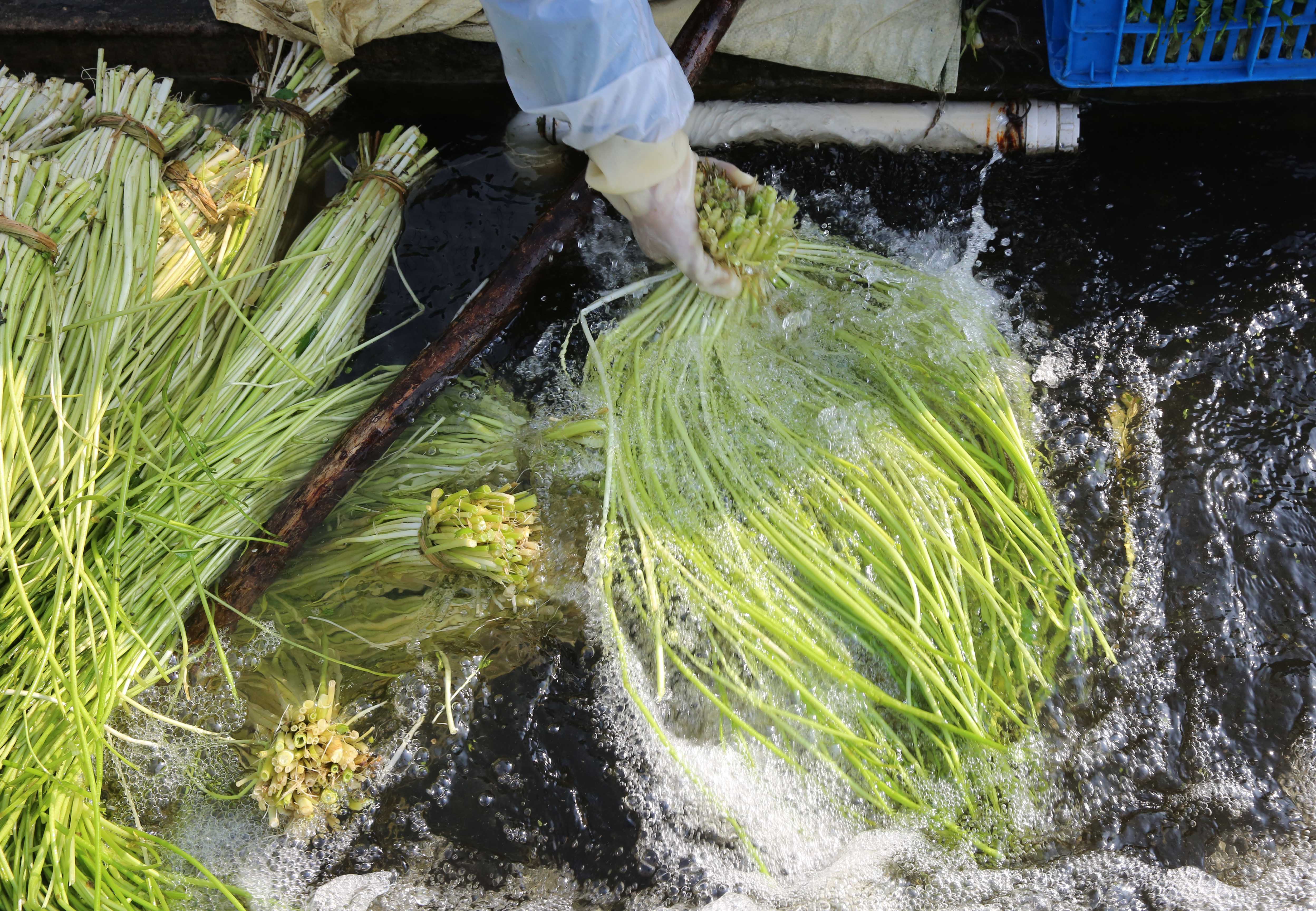 采收水芹菜供应节日市场