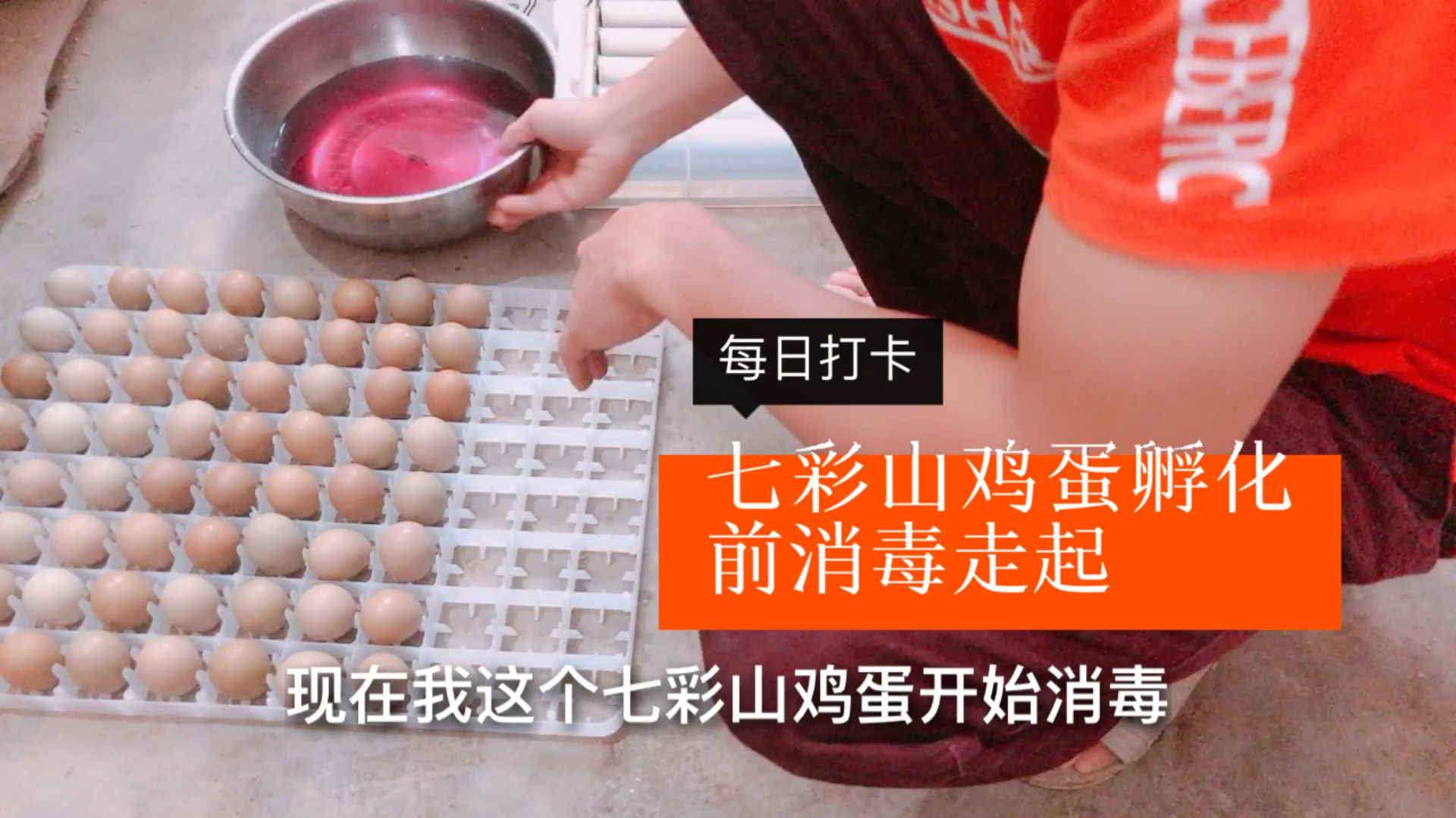 七彩山鸡蛋孵化前消毒注意事项,赶紧来围观吧