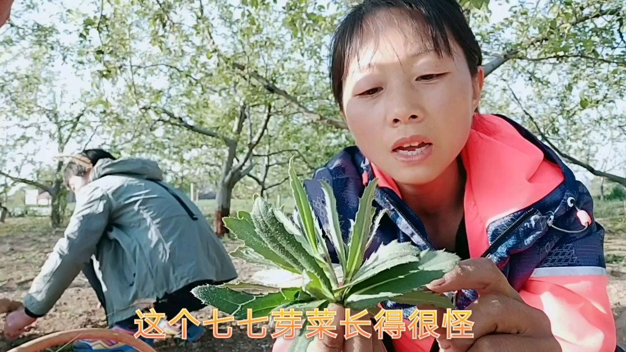 农村野菜“七七芽”,样子长得很怪,但是营养丰富食用价值高