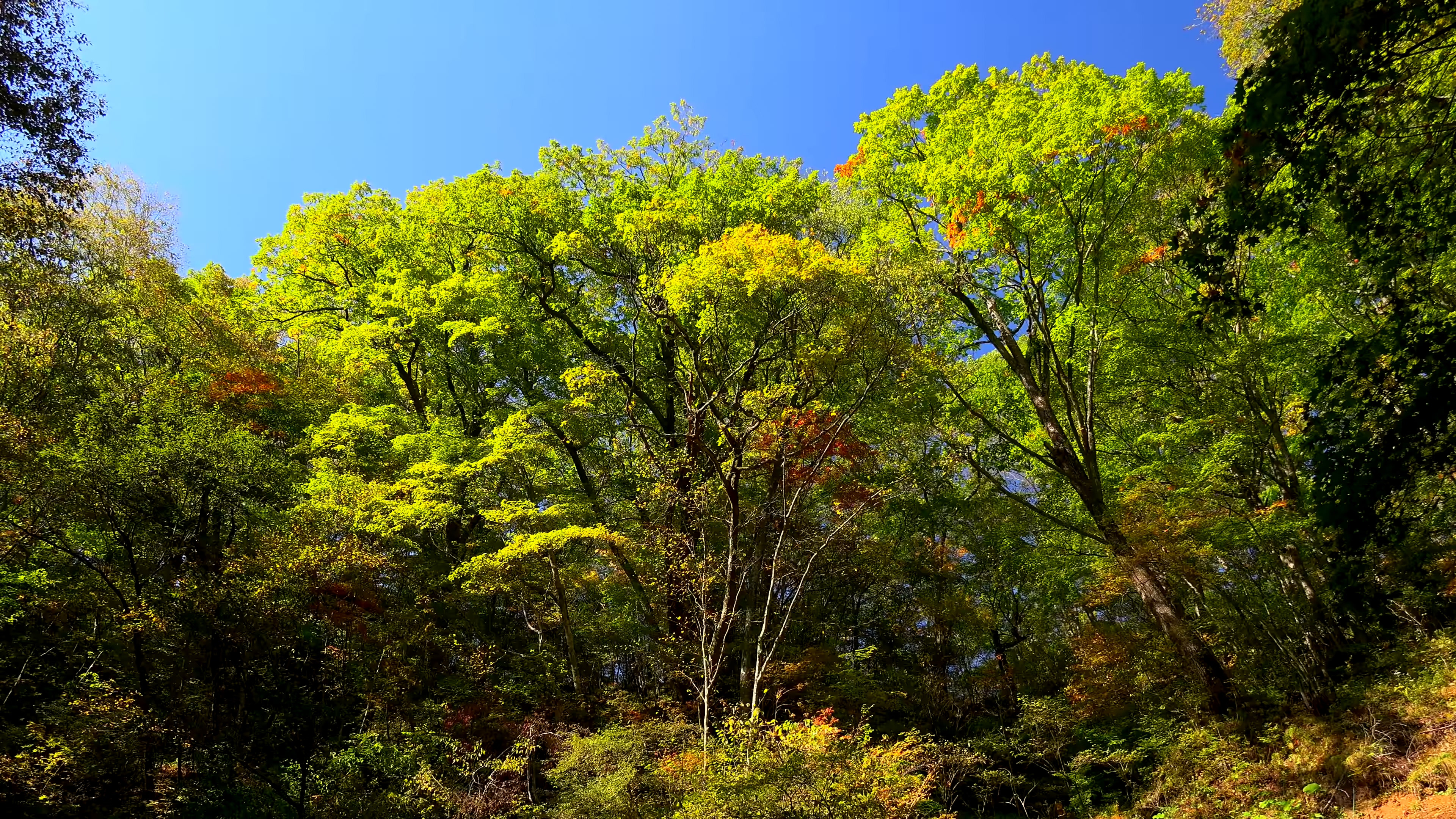一望无际的蓝天 转载自百家号作者:看看风景看看自然