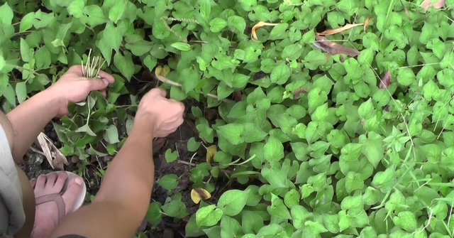 农村最难看的狗心草,现在随处很难找,小儿开胃,润肺常用它