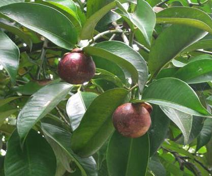 实际上,除此以外,山竹作为一种典型的热带优稀水果,有着特殊的生长