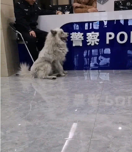 萨摩走失被带到警局,却想要应聘警犬,萨摩:其实我智商蛮高的