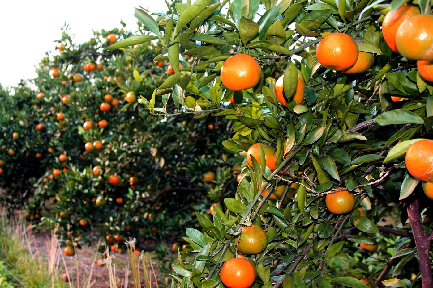 其余的都是果树 - 2020年最新商品信息聚合专区 - 百度爱采购