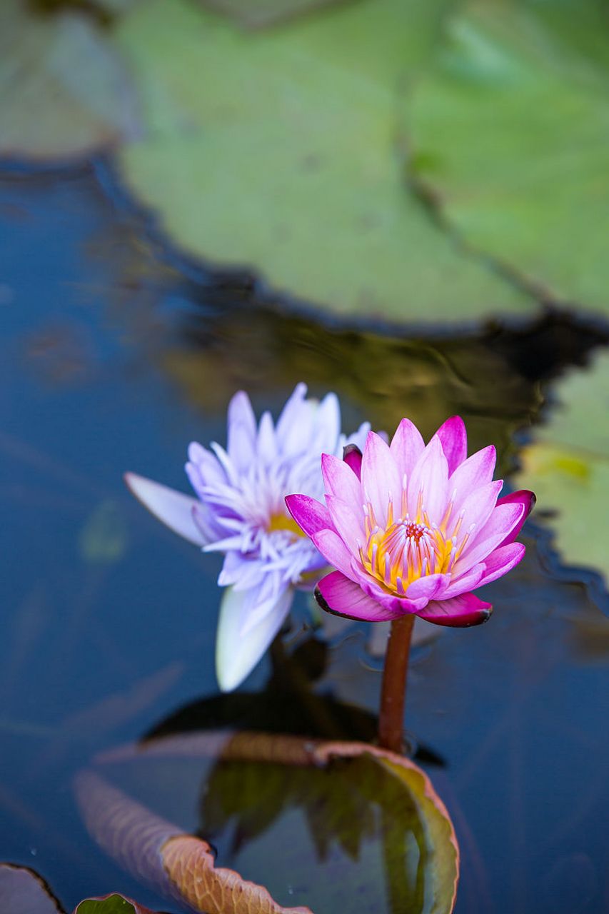 并蒂莲的寓意和象征  并蒂莲在爱情中象征着互相扶持,共同成长和彼此
