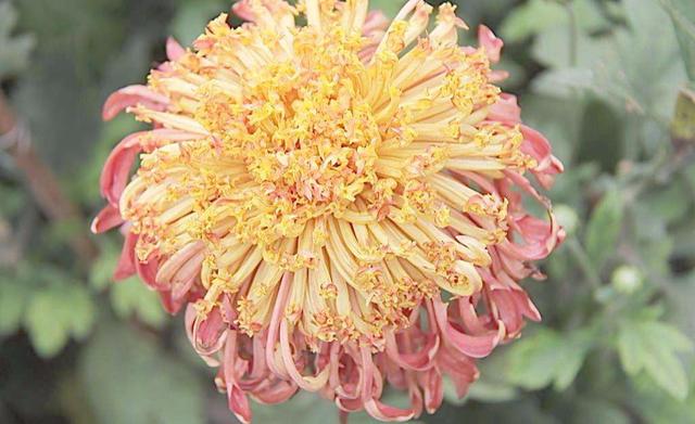 此菊花被誉为是"奇葩",花瓣齐飞乱舞,开花像极了"鸟巢"