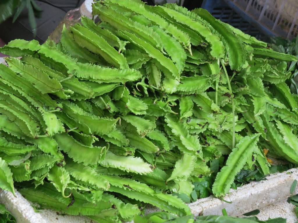 介绍一款长相奇特的"四棱豆",吃法有很多种,营养价值也很高!