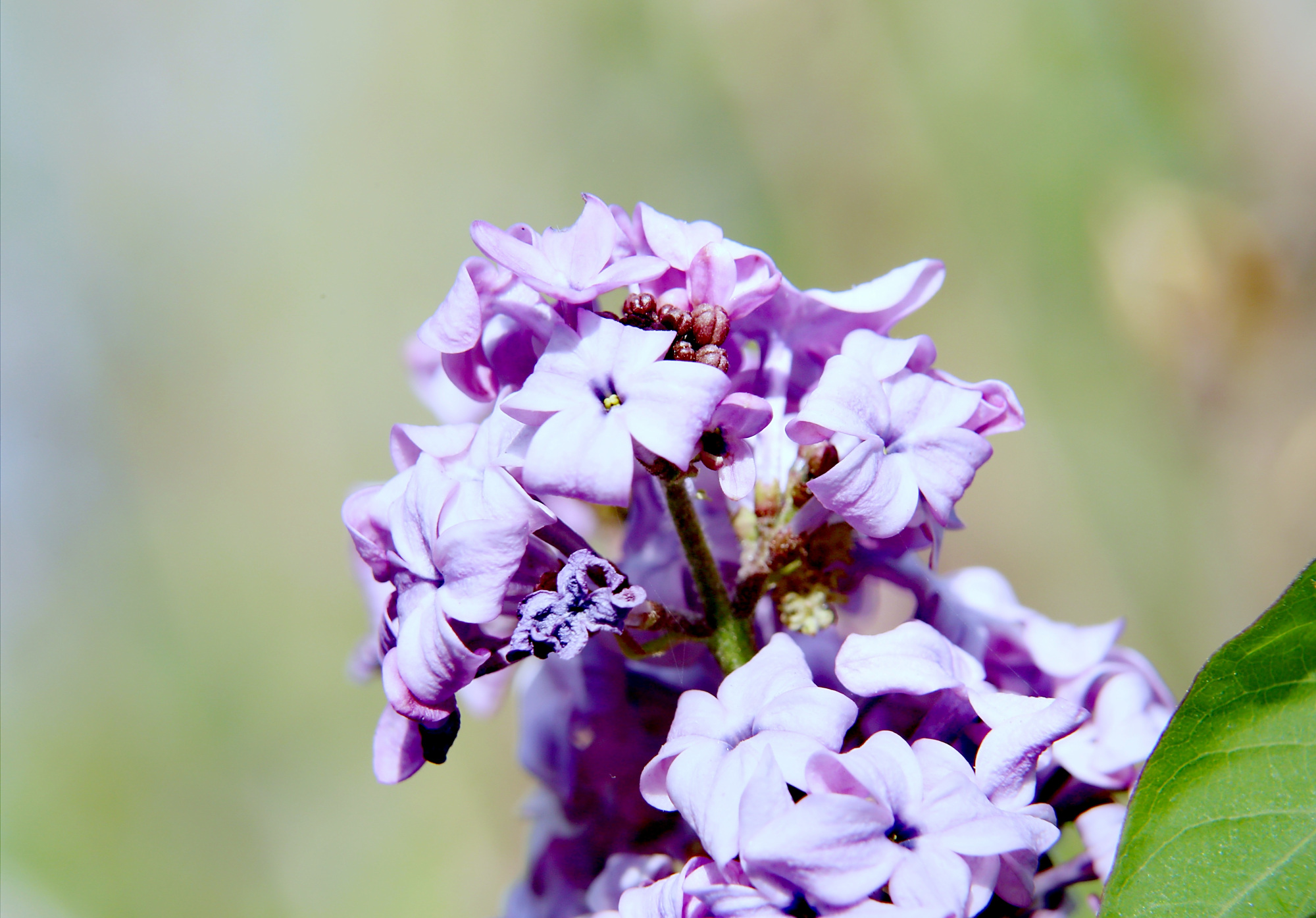 呼和浩特市花——丁香花