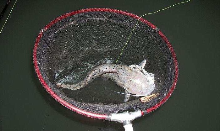 用草鱼的鱼皮当饵料,江中夜钓"芝麻剑"鱼,连钓三条运气可真好
