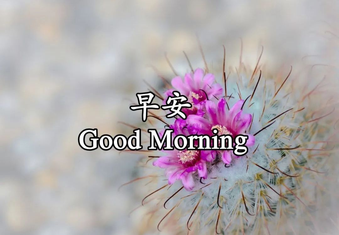 微信暖心的早安正能量问候句子,朋友圈早安图片带字温馨!
