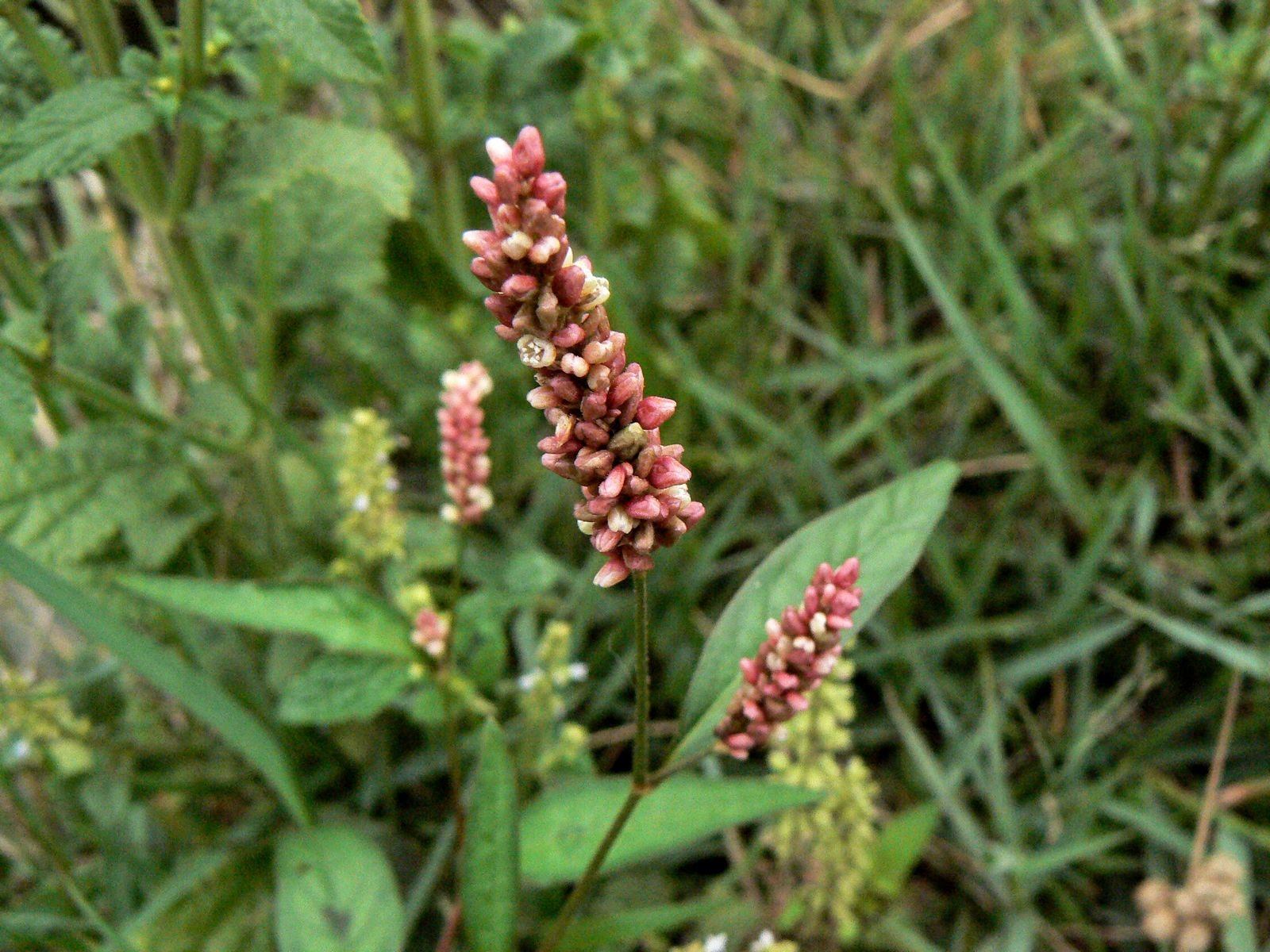 因为辣廖中的物质能够使米粉中的酵母菌和一些有益