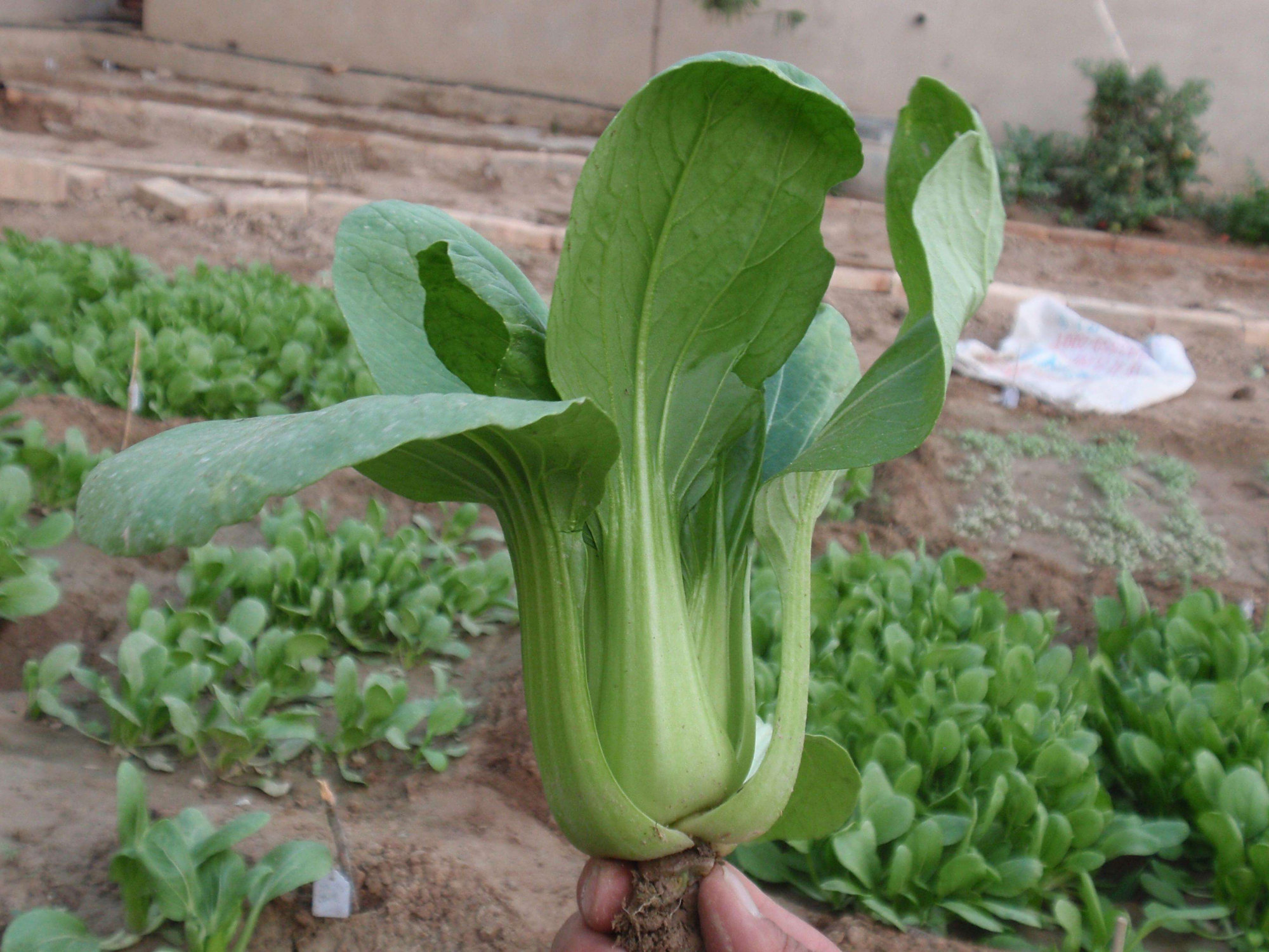 蔬菜- 优质问答专区