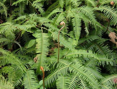 山上常见的中草药,是清热利尿的好东西