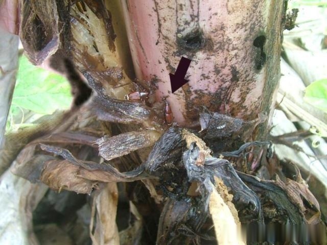 香蕉假茎象甲,又被称为香蕉黑带象甲,香蕉双带象甲,香蕉扁黑象甲或