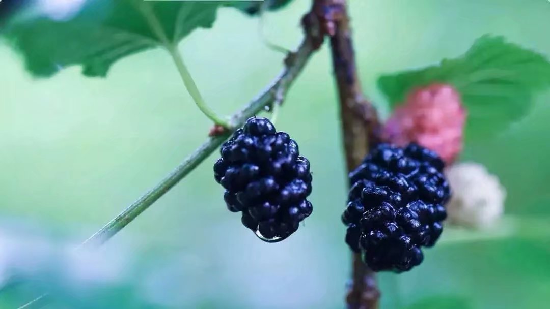 原创散文:又见桑葚子