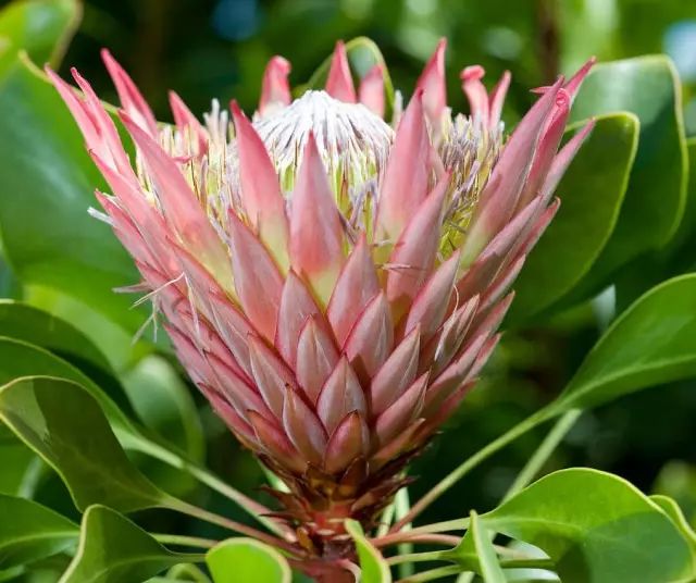 南非共和国的国花-帝王花