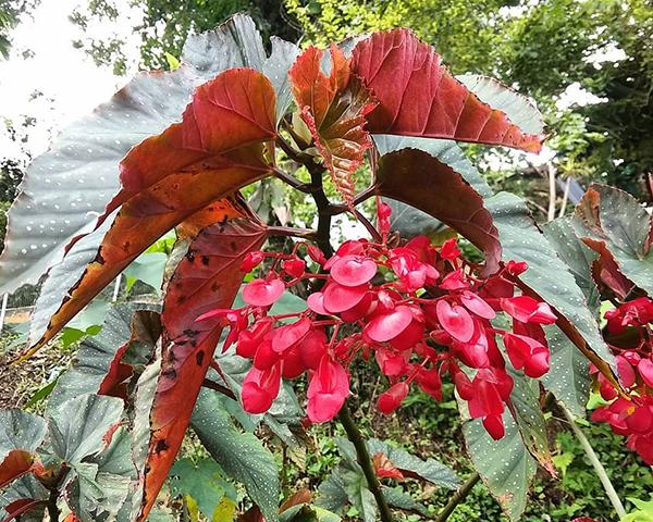 刚买几天的海棠叶子变黄了,什么原因?原来是换盆没注意这几件事