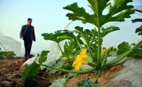 西葫芦瓜种植与管理 - 2020年最新商品信息聚合专区 - 百度爱采购