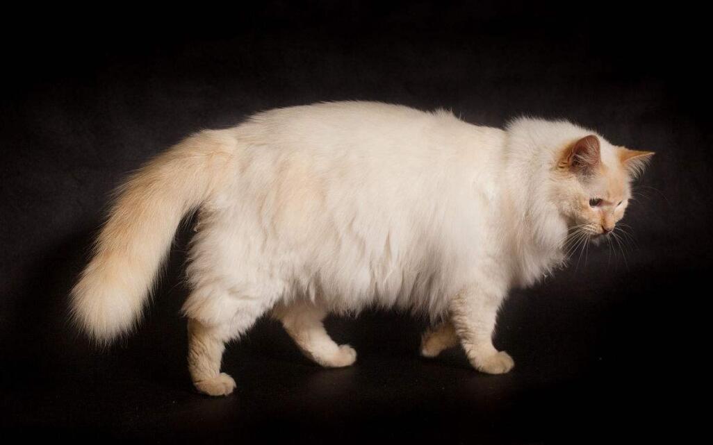 老人节送给老人最好的礼物是布偶猫?