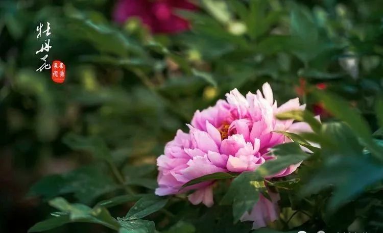 青州牡丹花开,我在偶园等你